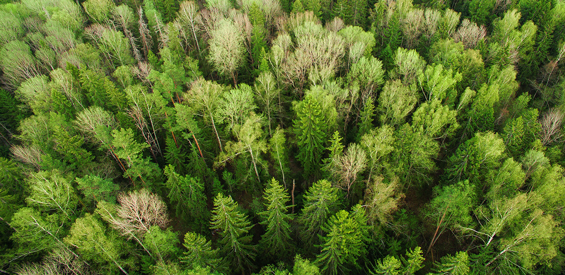 Forest viewed from above (photo)